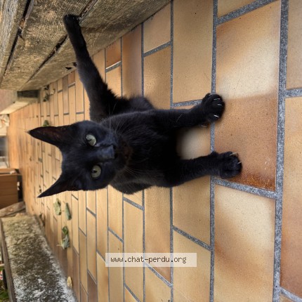 Photo de chat trouvé à Bordeaux