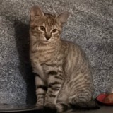 Layka