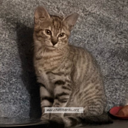 Photo de chat perdu à Rosny Sous Bois