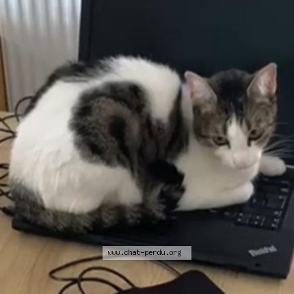 Photo de chat perdu à Meyzieu