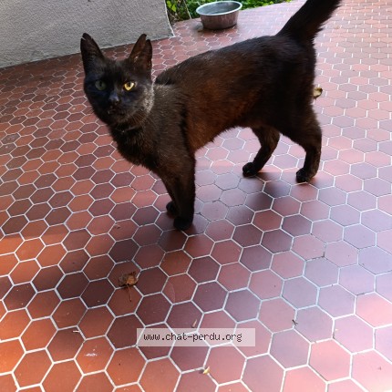 Photo 1/2 Chat trouvé Trouvé à Belle Eglise