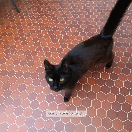 Photo 2/2 Chat trouvé Trouvé à Belle Eglise