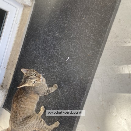 Photo de chat trouvé à Isle Jourdain