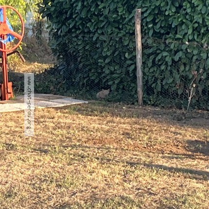 Photo de chat trouvé à Montauban