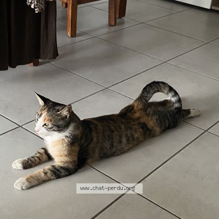 Photo 1/1 Jacky Chat perdu à Cranves Sales