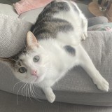 ELI