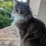 Vanille