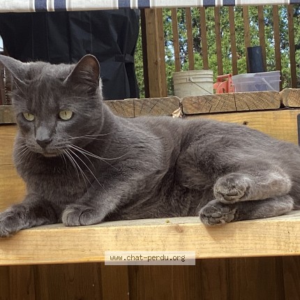 Photo 1/1 Bibi Chat perdu à Repentigny