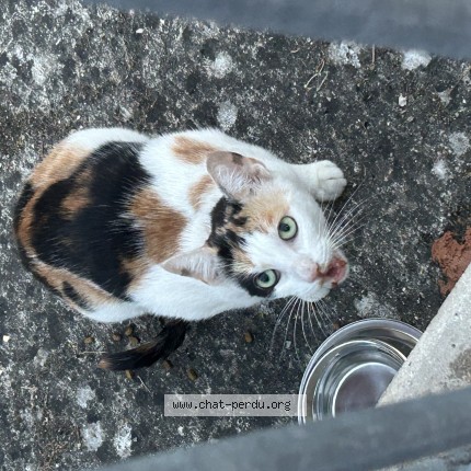 Photo 1/1 Chat trouvé Trouvé à Vitry Sur Seine