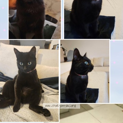 Photo 1/1 Noussy Chat perdu à Toulouse