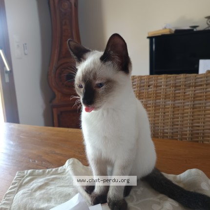 Photo de chat perdu à Brindas