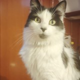 Mimi