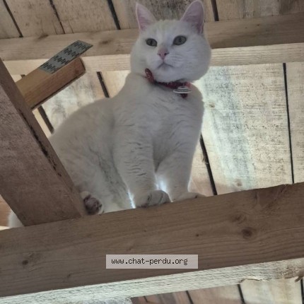 Photo de chat perdu à Chadenac