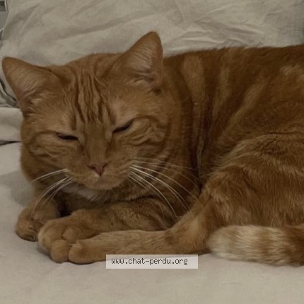 Photo 2/2 Ronron Chat perdu à Toulouse