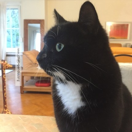 Photo 1/1 Chat retrouvé Perdu à Rhode Saint Genese