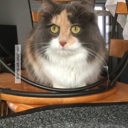Photo 1/2 TRICOTE Chat perdu à Strasbourg