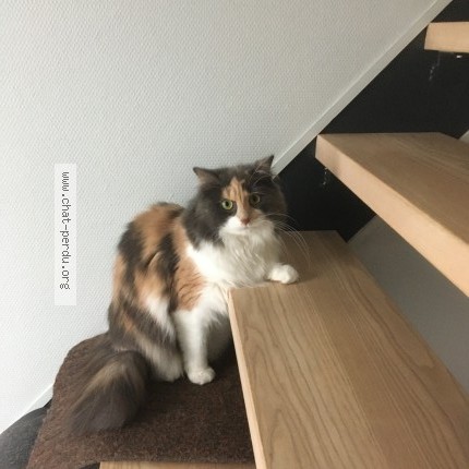 Photo 2/2 TRICOTE Chat perdu à Strasbourg