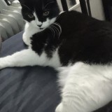 Kitty