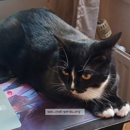 Photo de chat perdu à Lyon