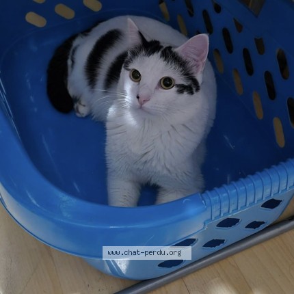 Photo de chat perdu à Chelles
