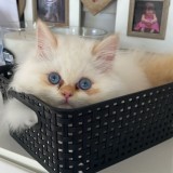 Simba