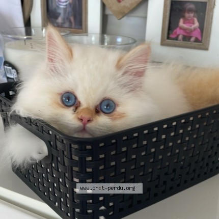 Photo de chat perdu à Gignac La Nerthe