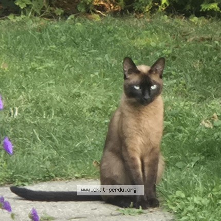 Photo 1/2 Chat trouvé Trouvé à St Hubert