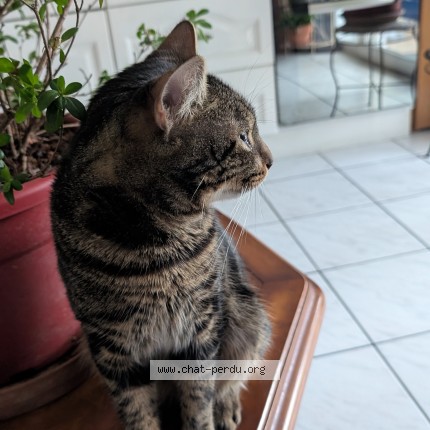 Photo de chat trouvé à Reze