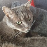 Mistie