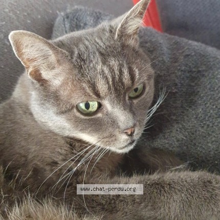 Photo 1/1 Mistie Chat perdu à Mehun Sur Yevre