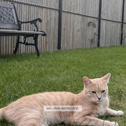 Photo 1/1 acko Chat perdu à Tourcoing