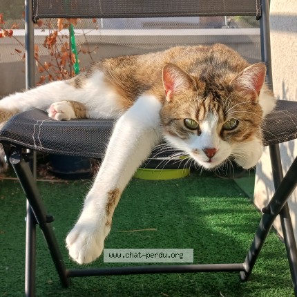 Photo de chat perdu à Lille