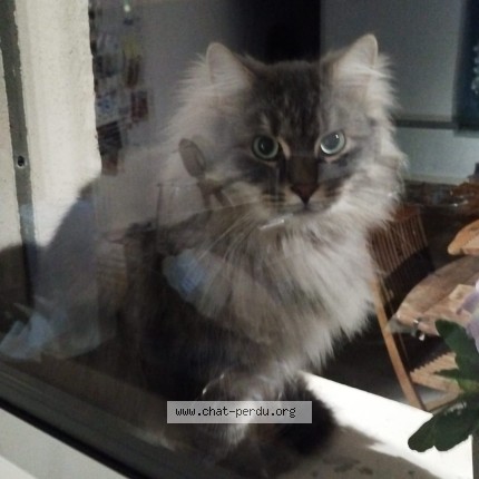 Photo de chat perdu à Vourles