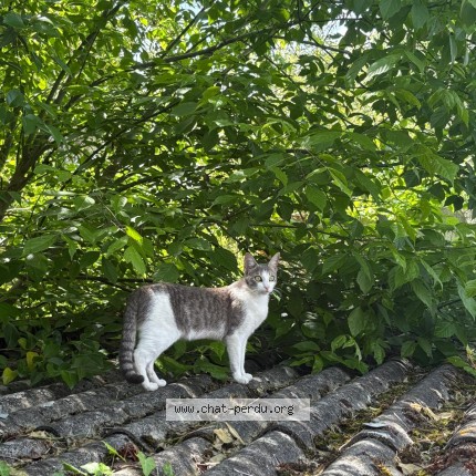 Photo de chat perdu à Pibrac
