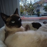 nala