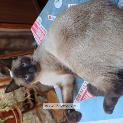 Photo 3/3 nala Chat perdu à Dieulouard
