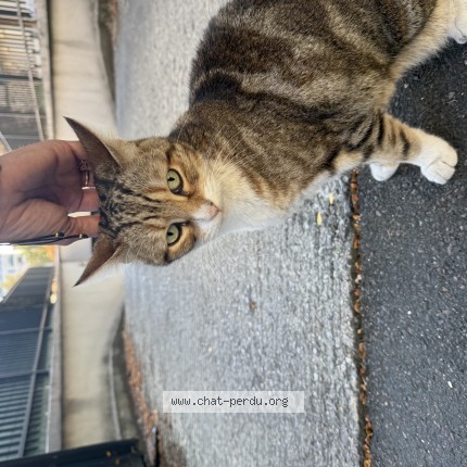 Photo 1/1 Chat trouvé Trouvé à Ivry Sur Seine