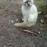 bella