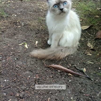 Photo 1/1 bella Chat perdu à Ixelles