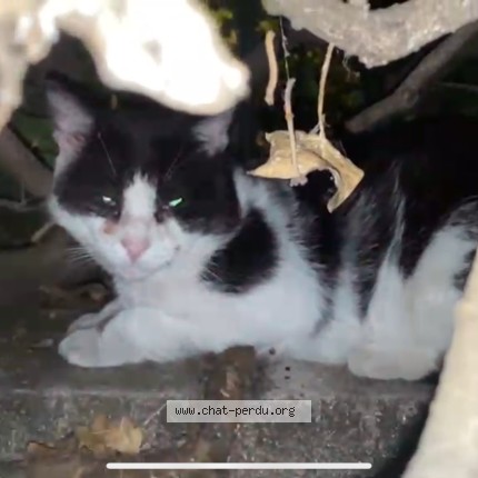 Photo de chat trouvé à Saint Mande