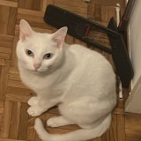 blanco