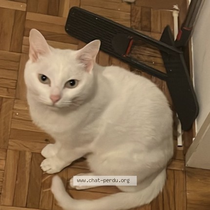 Photo 1/1 blanco Chat perdu à Geneve
