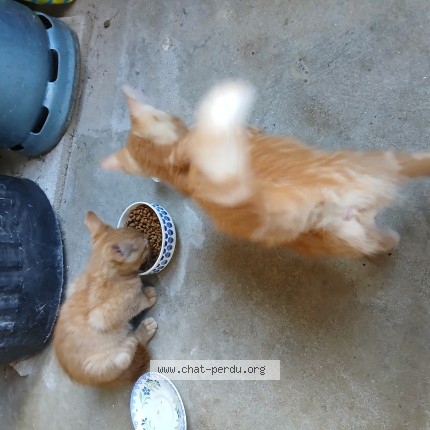 Photo 1/1 Chat trouvé Trouvé à Lanmeur