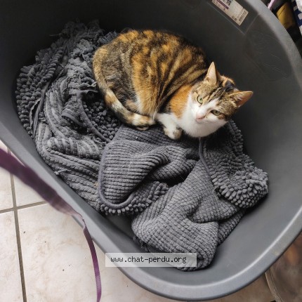 Photo de chat perdu à Denain