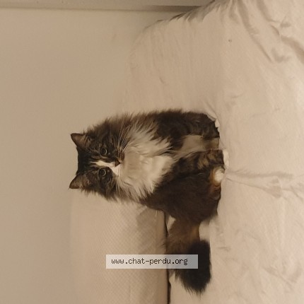 Photo 1/1 migi Chat perdu à Quimper