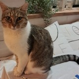 Noa