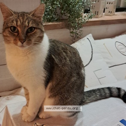 Photo 1/1 Noa Chat perdu à Perros Guirec