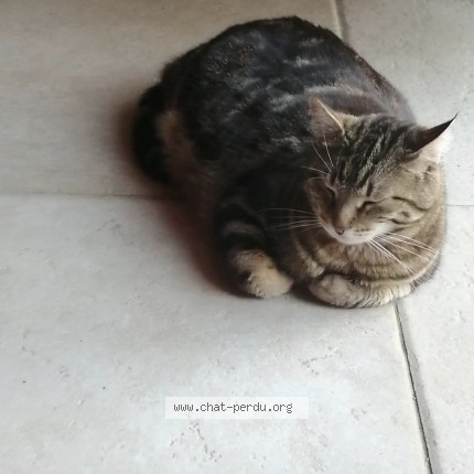 Photo 1/1 Oups Chat perdu à Saint Avit Senieur