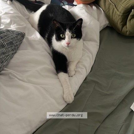 Photo 1/1 Chat retrouvé Perdu à Bagneux