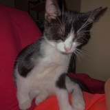 OREO